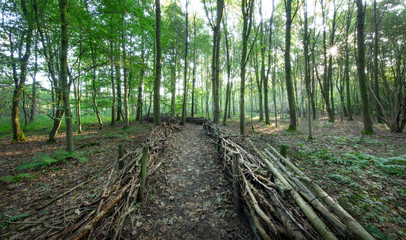 path in the forest