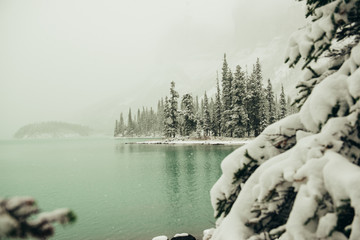 wildlife, nature, national park