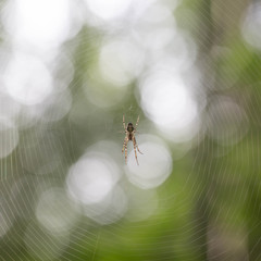 spider in web
