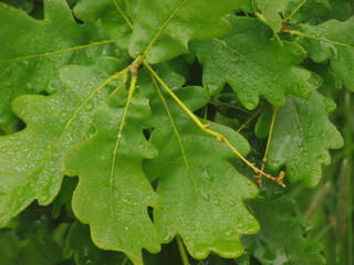 green oak leaves with water drops