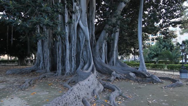 Trunk of giant Ficus macrophylla in Piazza Marina, Palermo, Sicily, Italy.