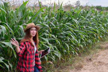 Asian Cheerful female farmer at corn farm,Check of agricultural product,Thailand people,Near the harvest season