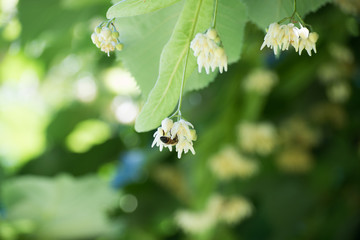 Flor del tilo y una abeja