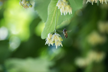 abeja volando en la flor del tilo