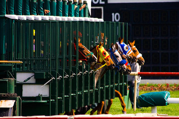 Horse Race Start © Faas