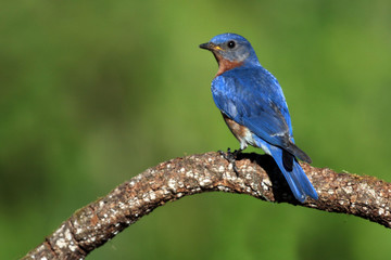 Male Bluebird on perch
