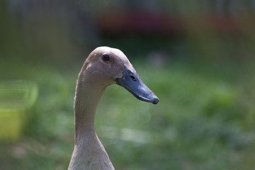 potrait of a running duck with green background