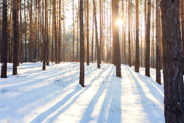 Winter landscape of pine forest