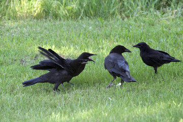 Crow young begging food from adult on green grass back yard facing Conservation area
