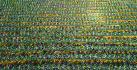 agave field aerial - 237243322