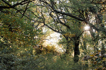 Autumn trees in the city park. Autumn nature. 