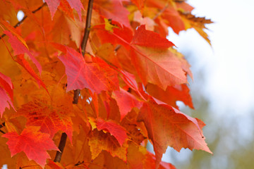 Fiery Maple Leaves closeup
