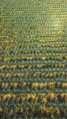 agave field aerial