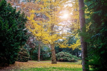 beautiful yellow tree among the other colored trees in a colorful park