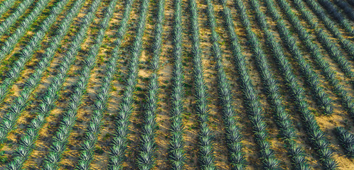 agave field aerial