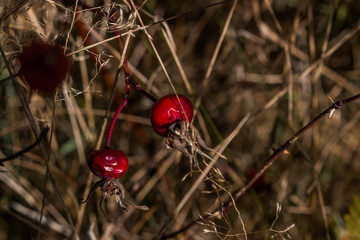 red dried berries from last summer 