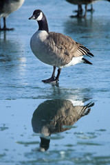 Canada goose or chick