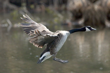 Canada Geese swimming or flying or landing on water