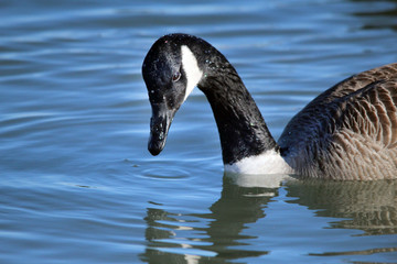 Canada Goose on lake feeding