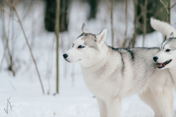 Two syberian husky puppies with multicolored eyes playing together in snow. Beautiful breeding white funny dogs walking in winter forest. Domestic animals friendship. Animals relationship. Pet family