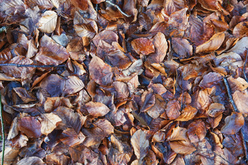 A lot of autumn leaves in the forest