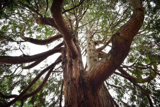 Wise Old Tree