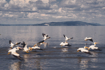 palicans in lake