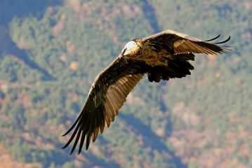 Lammergeier. Gypaetus barbatus. Scavenger