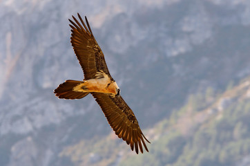 Adult Lammergeier. Gypaetus barbatus
