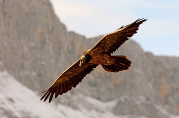 Lammergeier. Gypaetus barbatus. Scavenger