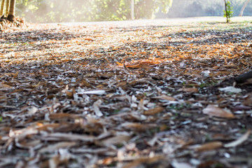 autumn leaves on the ground
