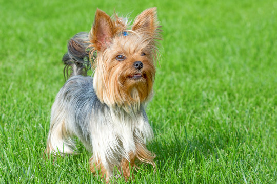 dog breed Yorkshire Terrier in the park on a green lawn