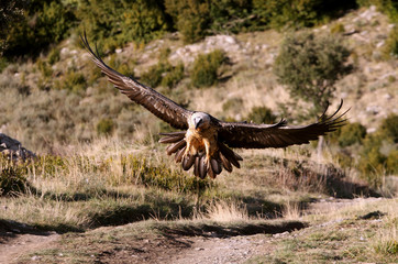 Lammergeier. Gypaetus barbatus. Scavenger