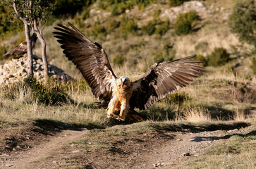 Lammergeier. Gypaetus barbatus