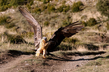 Adult Lammergeier, Gypaetus barbatus