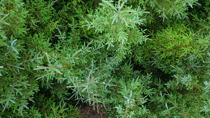 Overhead aerial view of an evergreen pine tree forest