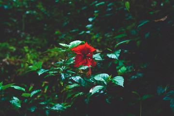 Hibiskus Red © Johannpictures