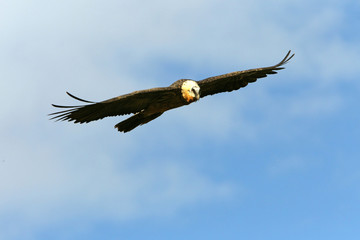 Lammergeier. Gypaetus barbatus. Scavenger