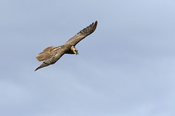 Lammergeier. Gypaetus barbatus. Scavenger