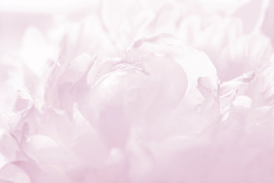 Graceful pastel pink peony background, great for greeting, valentine's day cards, wedding invitations, etc.