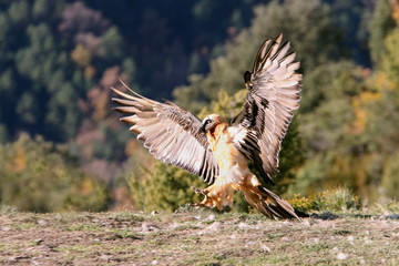 Adult Lammergeier, Gypaetus barbatus