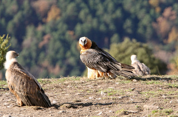Adult Lammergeier, Gypaetus barbatus