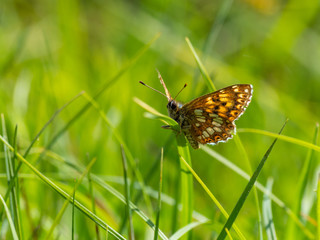 The Duke of Burgundy butterfly ( Hamearis lucina ) resting