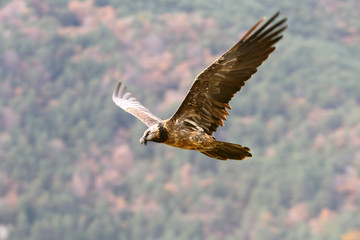 Lammergeier, Gypaetus barbatus