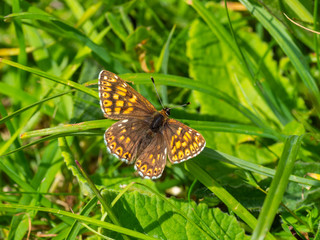 The Duke of Burgundy butterfly ( Hamearis lucina ) resting