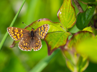 Obraz na płótnie Canvas The Duke of Burgundy butterfly ( Hamearis lucina ) resting