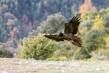 Lammergeier. Gypaetus barbatus