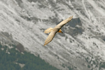 Adult Lammergeier, Gypaetus barbatus