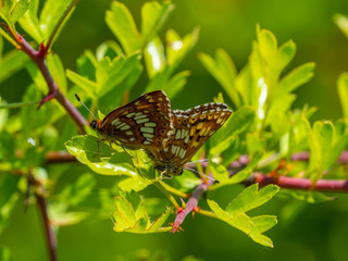 The Duke of Burgundy butterfly ( Hamearis lucina ) mating
