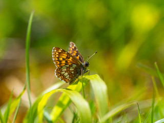 The Duke of Burgundy butterfly ( Hamearis lucina ) resting